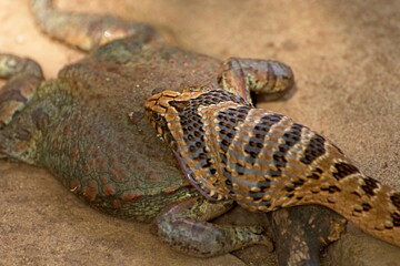 Close up of Common night adder trying to eat huge frog