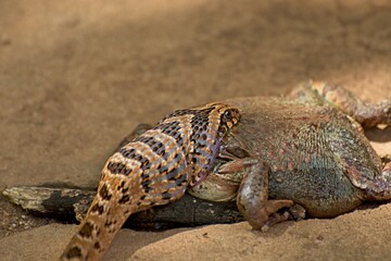 Close up of Common night adder eating huge frog