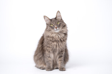 A gray cat sits on an isolated white background and looks into the camera. - obrazy, fototapety, plakaty