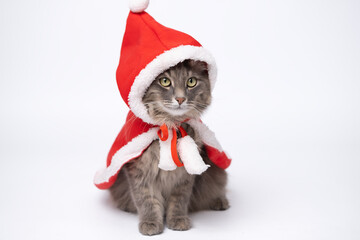 A happy kitten in a santa claus costume sits on an isolated white background. New Year greeting card, banner for Christmas.