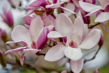 Obraz premium Pink Magnolia Flowers