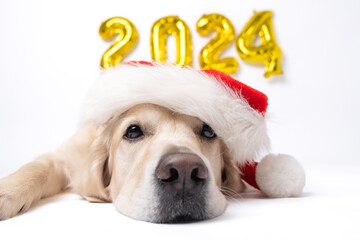 Dog with balloons 2024 for new year. Golden retriever for Christmas kt;bn on white background with...