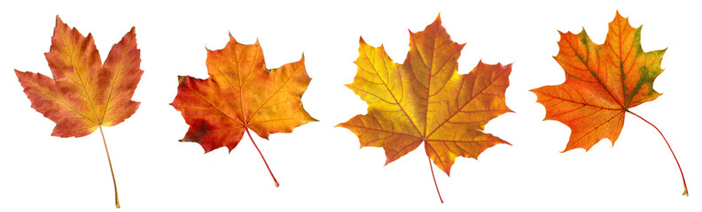 Naklejka na ściany i meble Autumn leaves isolate background red and yellow maple leaves in autumn on a PNG background h | leaves isolated on white | Collection of autumn leaves isolated on a white background