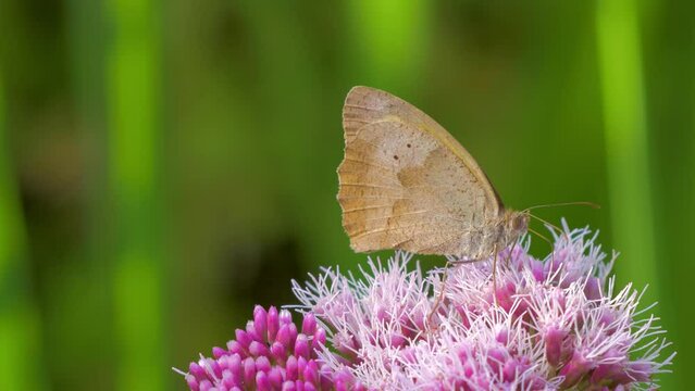 gatekeeper butterfly, pyronia tithonus, aka hedge brown feeding, collecting nectar from pink flower, hemp agrimony