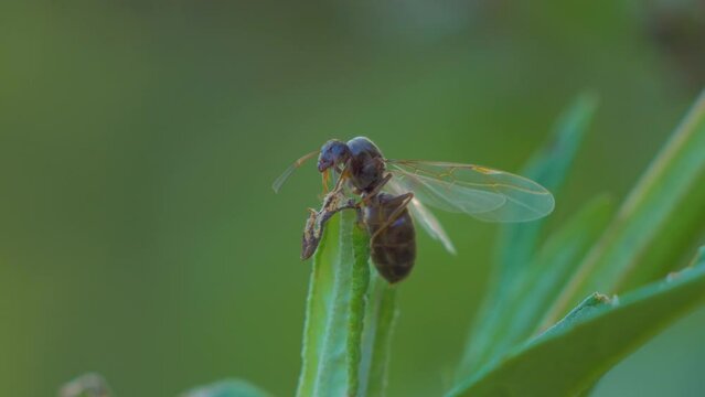 flying ant, lasius niger, moving around on broken plant stem, flies away