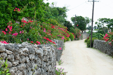 path in the garden,竹富島,沖縄,日本