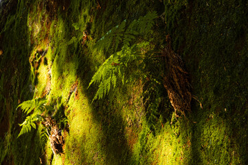 Fern plant growing on a moss covered rock, Adrspach rocks, Czech Republic