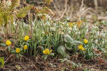 Winterlinge  Eranthis hyemalis und Schneeglöckchen Galanthus vor unscharfem Hintergrund