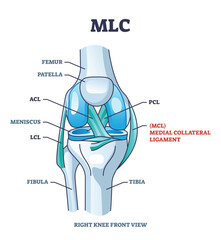 MLC or medial collateral ligament anatomical location in knee outline diagram. Labeled educational leg skeletal system with bones and ligaments vector illustration. ACL, PCL and LCL medical study.