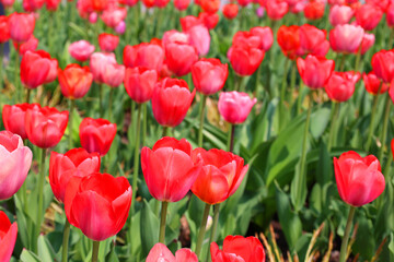 Tulips is a perennial, bulbous plant with showy flowers in the genus Tulipa, of which up to 109 species