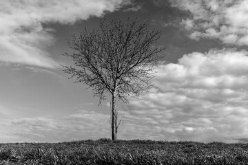 Tree on the hill in black and white
