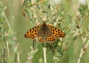 Kleiner Perlmuttfalter - Queen of Spain fritillary
