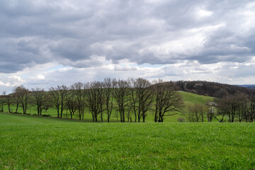 Fototapeta na wymiar Landscape with leafless trees, grass and cloudy sky in spring