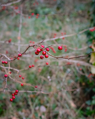 red berries on a bush in the forest