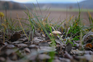 Mushroom in the grass along a trail