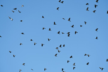 flock of birds agains blue sky