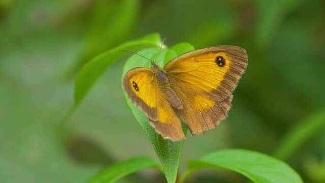 gatekeeper butterfly, pyronia tithonus, aka hedge brown sitting on leaf, cautiously opening and closing wings