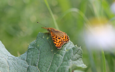 Kleiner Perlmuttfalter - Queen of Spain fritillary