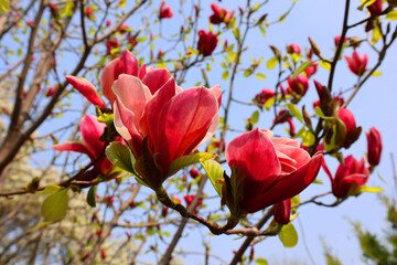 Magnolia tree flower is a large genus of about 210 flowering plant species in the subfamily...
