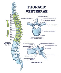 Thoracic vertebrae location and medical structure description outline diagram. Labeled educational scheme with anatomical backbone parts and detailed superior or lateral bone view vector illustration - obrazy, fototapety, plakaty