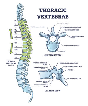 Thoracic vertebrae location and medical structure description outline diagram. Labeled educational scheme with anatomical backbone parts and detailed superior or lateral bone view vector illustration