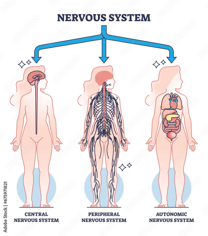 Poster nervous system main central, peripheral and autonomic parts outline diagram. labeled educational sch