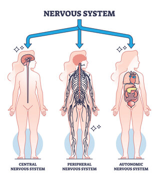 Nervous system main central, peripheral and autonomic parts outline diagram. Labeled educational scheme with neurology sections and body neurons division vector illustration. Nerve connection network