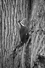 Pileated woodpecker is a large, mostly black woodpecker native to North America. An insectivore it inhabits deciduous forests in eastern North America, the Great Lakes and the boreal forests of Canada