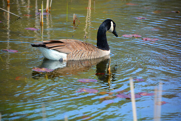 Canada goose is a large wild goose species with a black head and neck, white patches on the face, and a brown body. 
