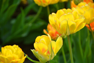 Tulips is a perennial, bulbous plant with showy flowers in the genus Tulipa, of which up to 109 species