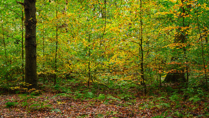 Obraz premium Autumn Beech Tree Saplings in Gosforth Park, located north of Newcastle in Tyne and Wear this woodland is popular with dog walkers and gives a rural setting in an urban area