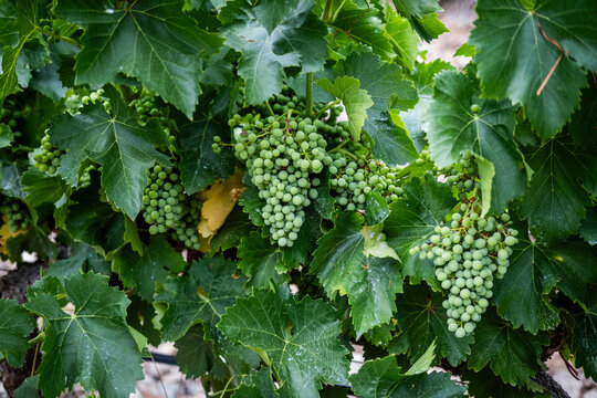 Production of grapes in the vineyards during spring in the Priorat appellation region in Catalonia in Spain