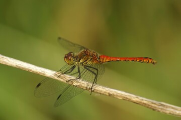 Closeup on the brilliant red male of the Ruddy darter dragonfly, Sympetrum sanguineum