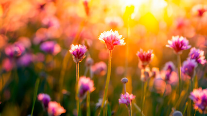 field of flowers