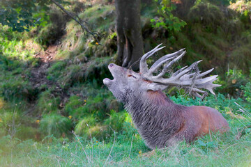 Rothirsch (Cervus elaphus) am Waldrand röhrend, Bayern, Deutschland, Europa