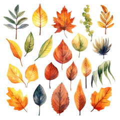 Pretty watercolour autumnal leaves. This is a png file with a transparent background.