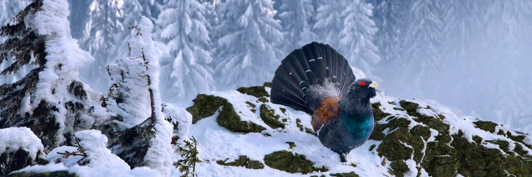 Auerhahn (Tetrao urogallus) Balz-Tanz im verschneiten Wald, Nationalpark Bayerischer Wald, Bayern, Deutschland, Panorama 