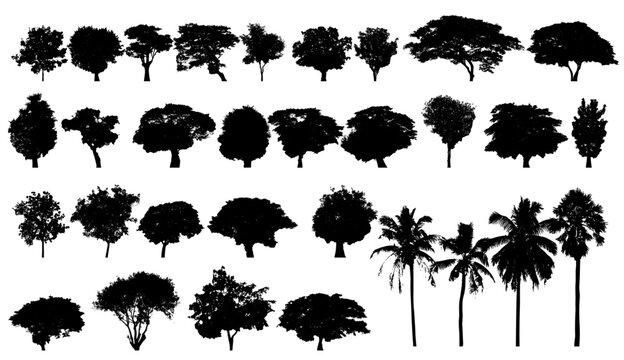 tree silhouette set Various species of trees gathered together in one set, arranged separately on a white background, vector illustration.