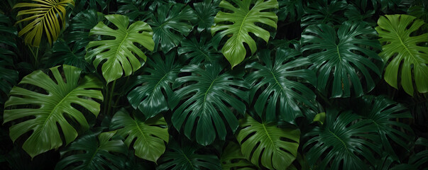 Fototapeta na wymiar Tropical jungle Monstera leaves, Exotic plants. Can be used for background, greeting cards, flyers, invitation.