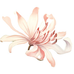 Naklejka premium watercolor soft color honeysuckle flower