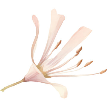watercolor soft color honeysuckle flower