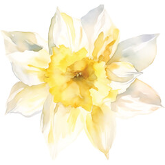 Obraz premium watercolor white narcissus flower
