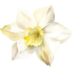 watercolor white narcissus flower