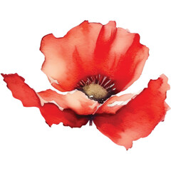 watercolor red poppy flower - obrazy, fototapety, plakaty