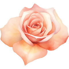 watercolor peach rose flower