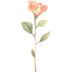 watercolor neutral sweetpea flower
