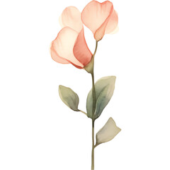 watercolor neutral sweetpea flower - obrazy, fototapety, plakaty
