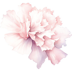 watercolor pink carnation flower