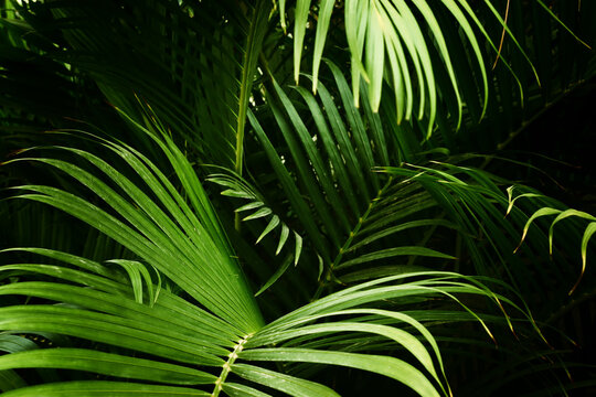 Close up image of palm tree leaf. Tropical and nature background