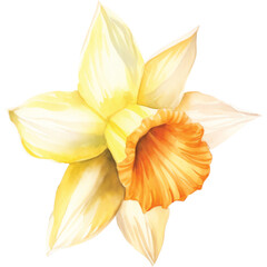 watercolor yellow daffodil flower